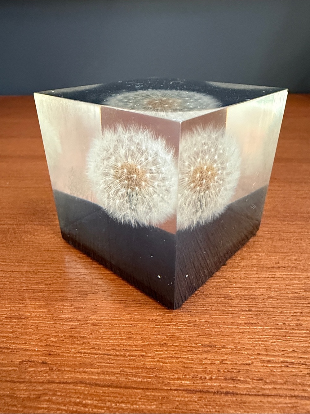 Vintage lucite cube paperweight with preserved dandelion